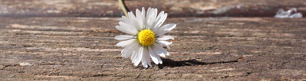 Gänseblümchen